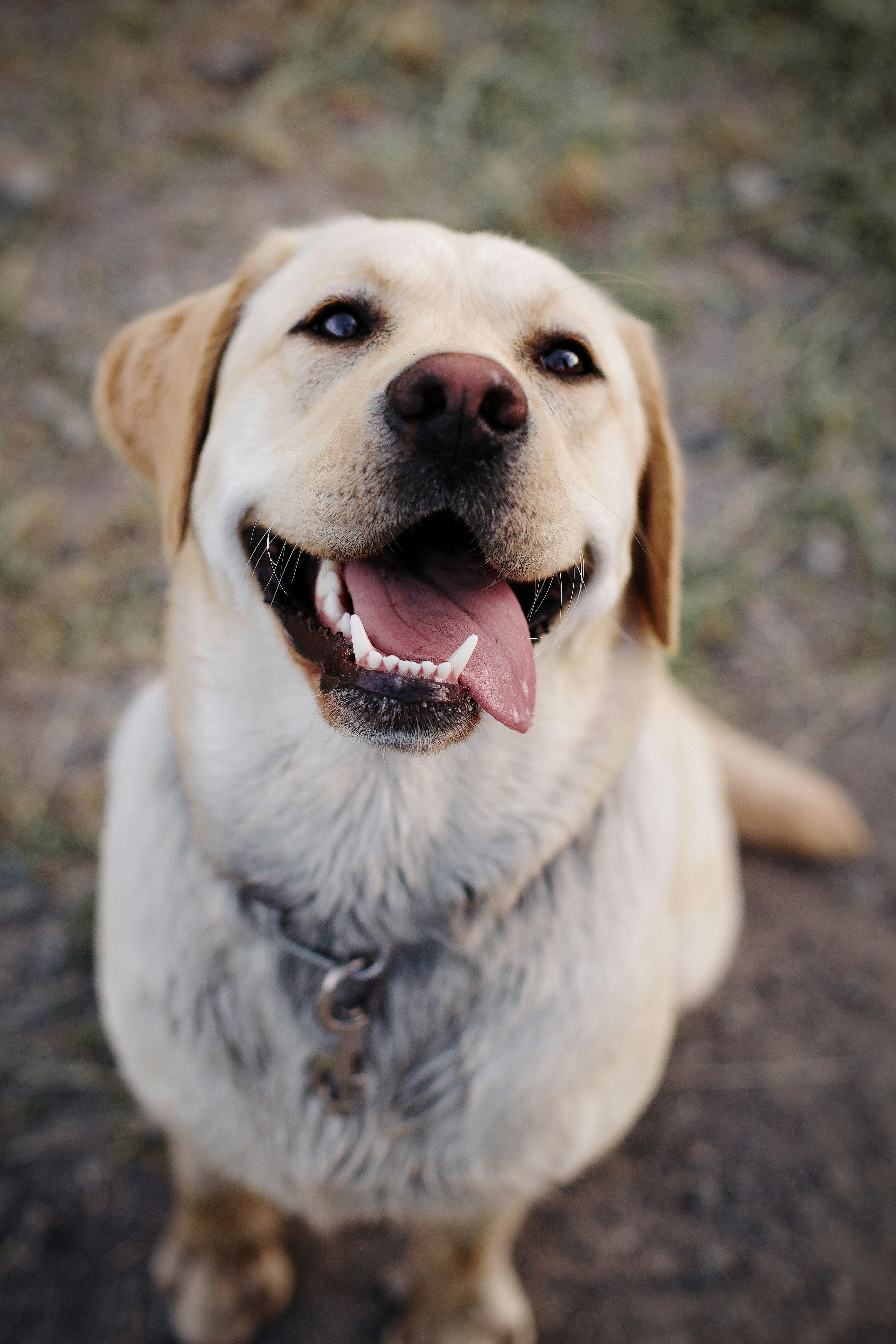 Photo de chien par Noémi Macavei-Katócz sur Unsplash